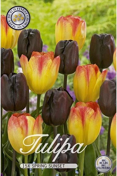 Tulip Spring Sunset 15-pakning